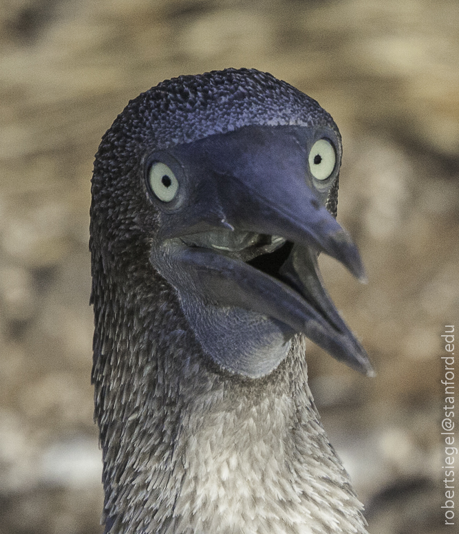 galapagos